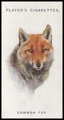 23 Common Fox